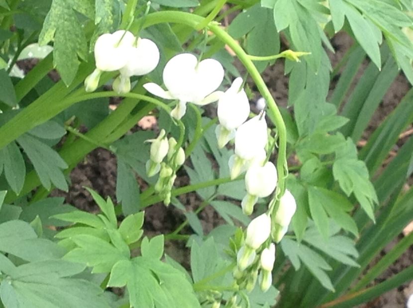  - Dicentra Spectabilis Cerceii Doamnei