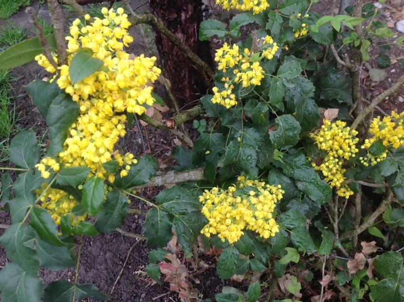  - Mahonia