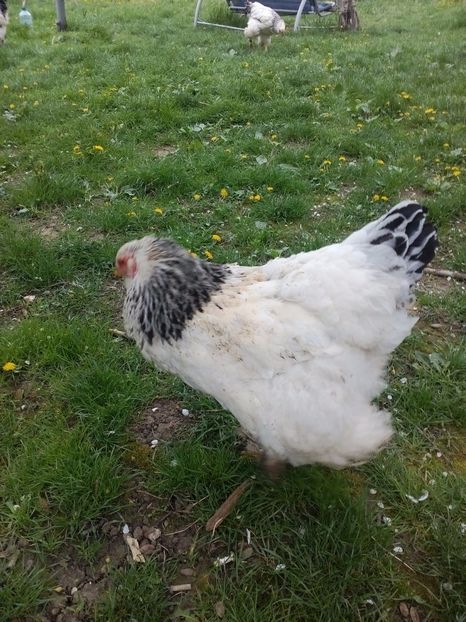  - Brahma herminat deschis