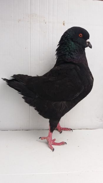 F 2017 vanduta - De vanzare kingi