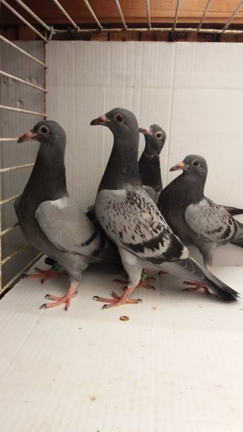 april vanduti - De vanzare voiajori pui 2018