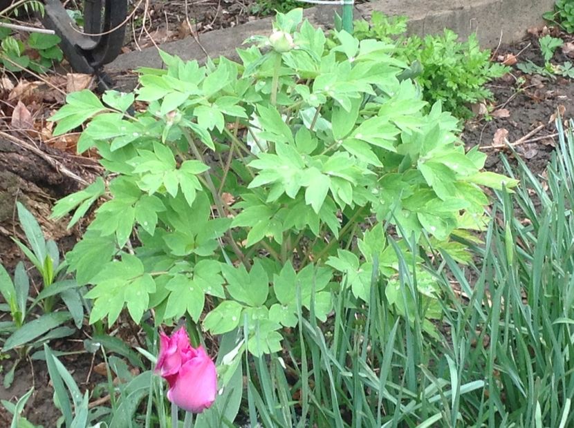  - Bujori 2018 Paeonia Suffruticosa Purple