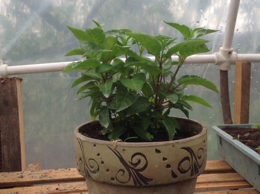  - Jollies La Grande Lorraine