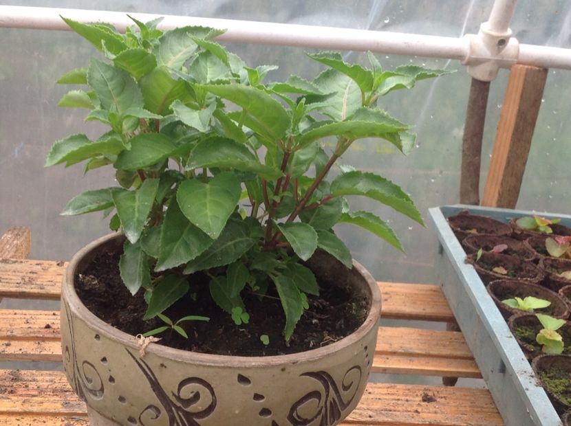  - Jollies La Grande Lorraine