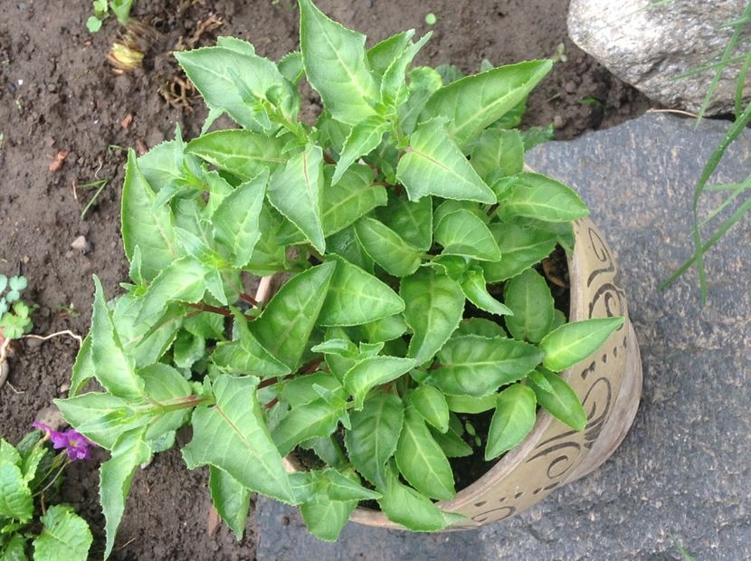  - Jollies La Grande Lorraine