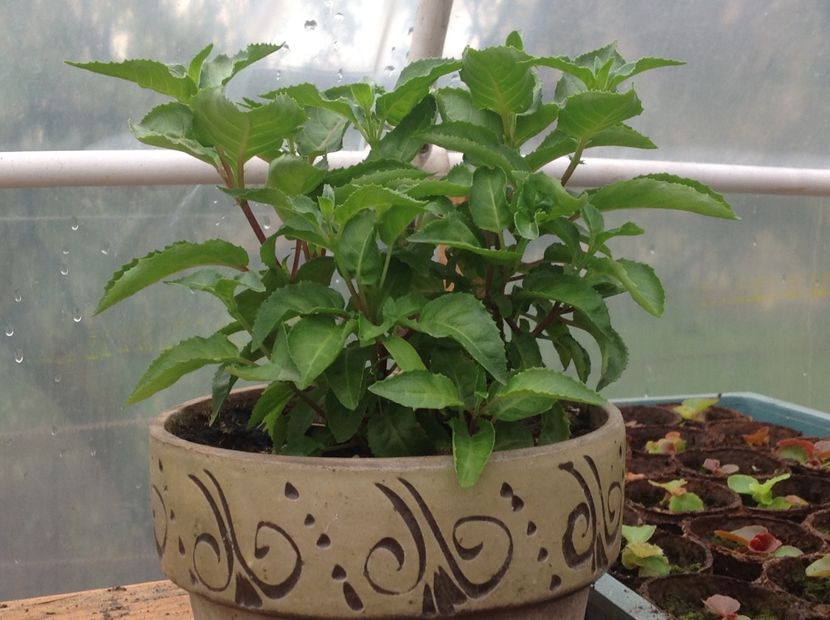  - Jollies La Grande Lorraine