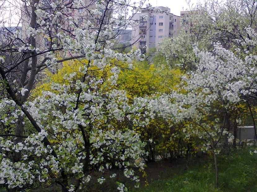 Fotografie3774 - 2018 PRIMAVĂRĂ LA GRADINĂ