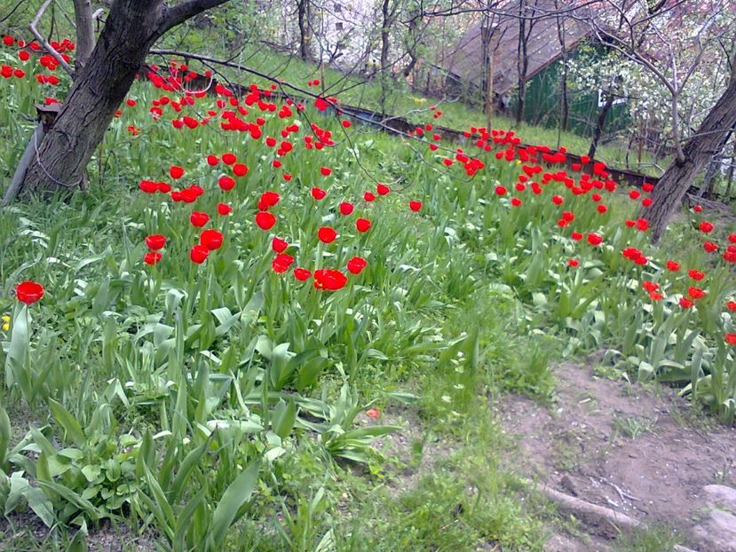 Fotografie3775 - 2018 PRIMAVĂRĂ LA GRADINĂ