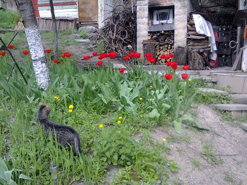 Fotografie3777 - 2018 PRIMAVĂRĂ LA GRADINĂ