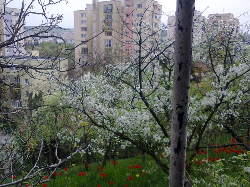 Fotografie3779 - 2018 PRIMAVĂRĂ LA GRADINĂ