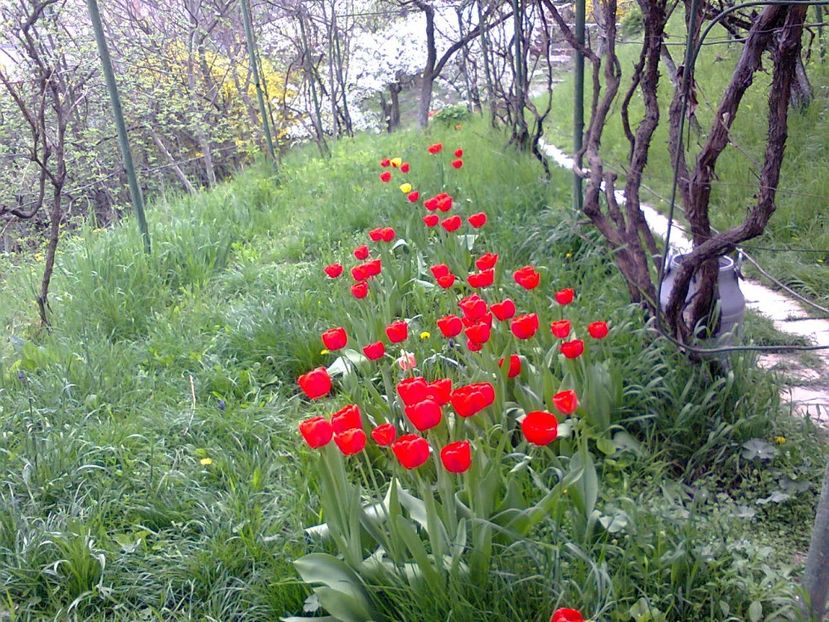 Fotografie3780 - 2018 PRIMAVĂRĂ LA GRADINĂ