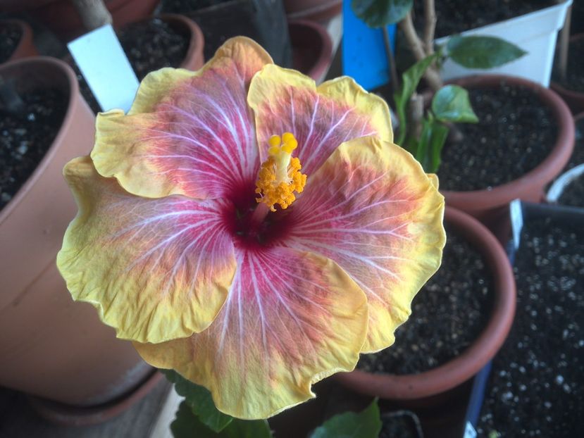 WIN_20180418_111028 - Jolanda Gommer