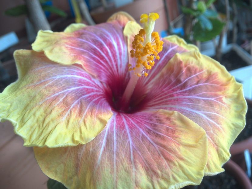 WIN_20180418_111044 - Jolanda Gommer