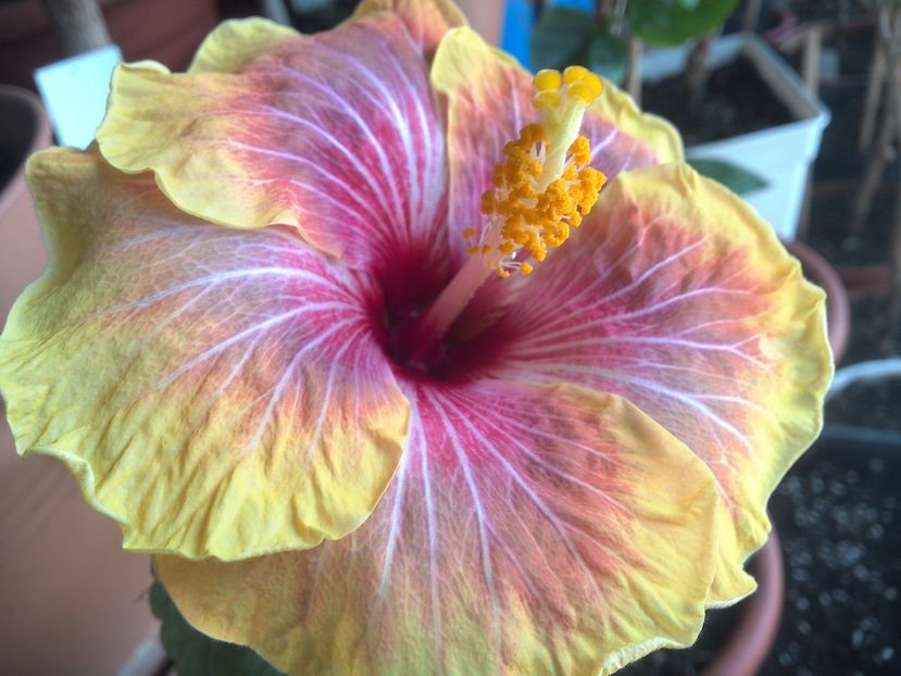 WIN_20180418_111047 - Jolanda Gommer