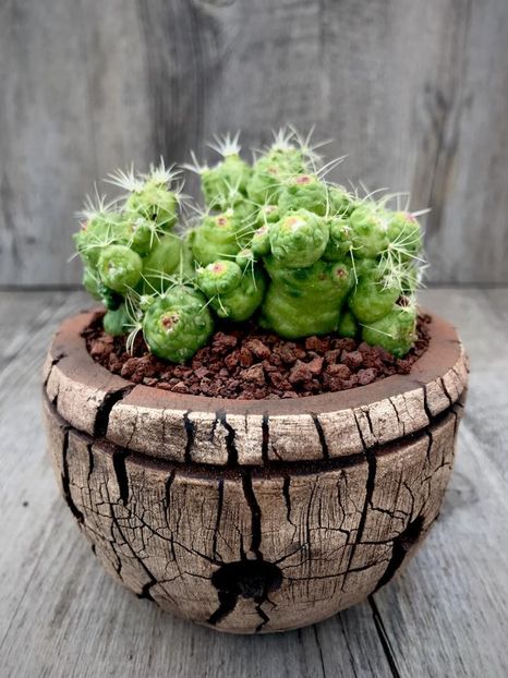 Mark Follon: Mammillaria bocasana cv Fred - Vase - aranjamente - accesorii