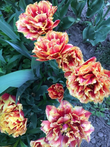 4EE85B12-BC4F-46B7-A56E-0E16AE88F891 - Lalele 2018