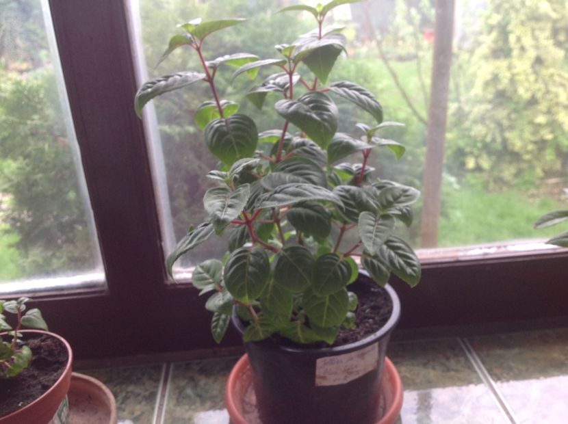  - Jollie La Grande Blue Satin