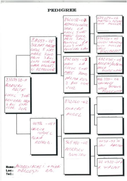 SKM_C224e18041812550_0001 - Pedigree masculi matca
