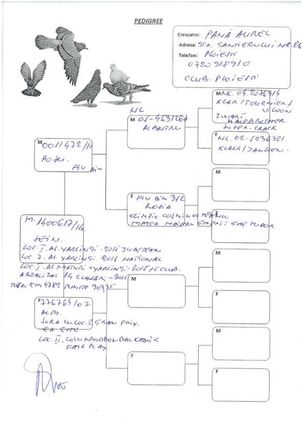 SKM_C224e18041812411_0001 - Pedigree masculi matca