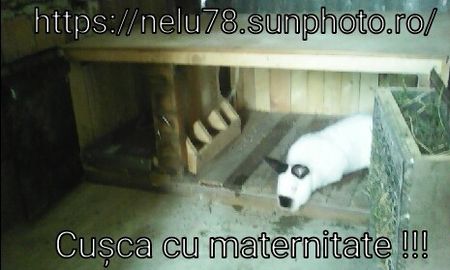 Alba Sebeș - Cuști