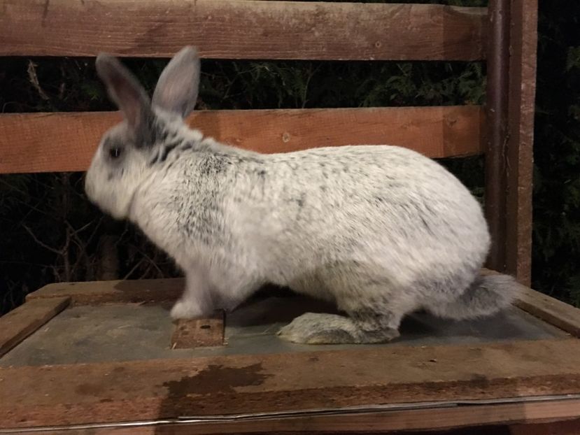 M 1-0 RO 12 6769 - X Iepuri ce i-am avut