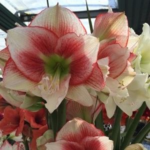 Hippeastrum-Tosca-16 - BULBI DE FLORI-achizitii