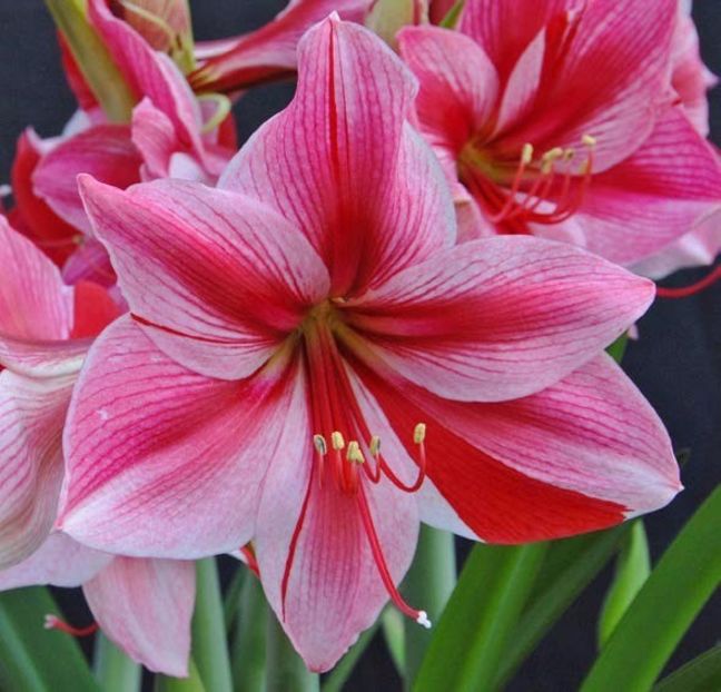 amaryllis_gervase - BULBI DE FLORI-achizitii