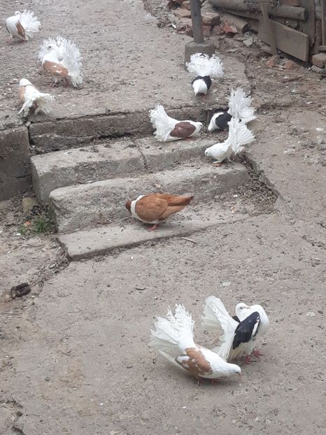  - voltati capaciti