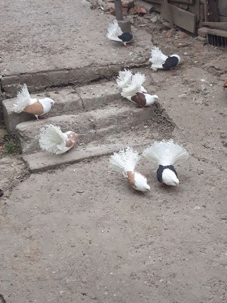  - voltati capaciti