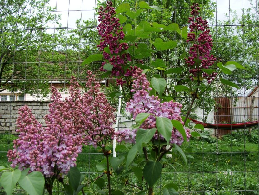 liliac 2 în unul! - Aprilie 2018 - 2