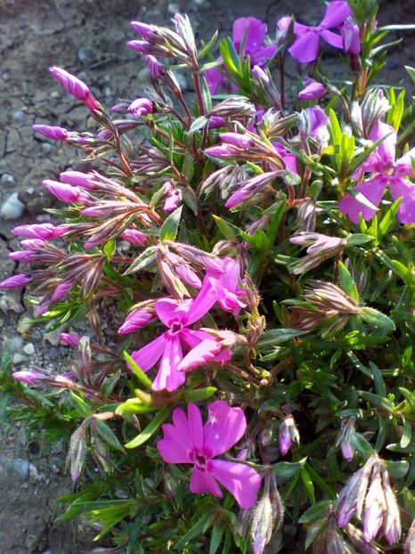  - curtea cu toate cele 2018