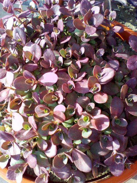  - curtea cu toate cele 2018