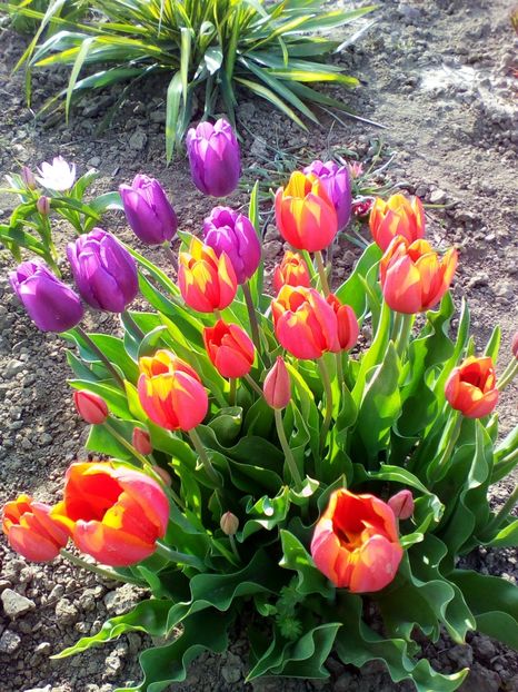  - curtea cu toate cele 2018