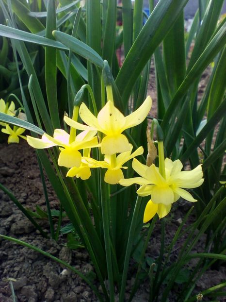  - curtea cu toate cele 2018