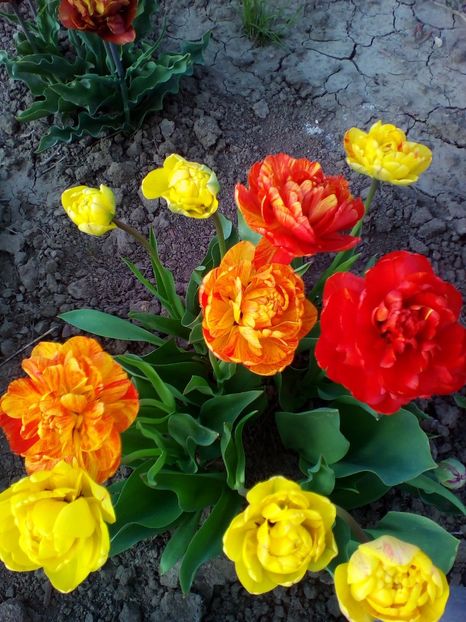  - curtea cu toate cele 2018