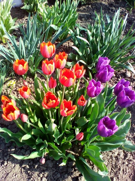  - curtea cu toate cele 2018