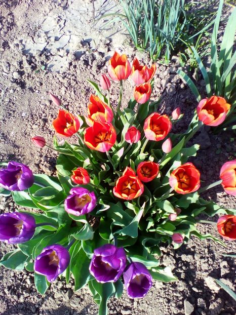  - curtea cu toate cele 2018