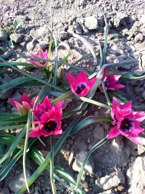  - curtea cu toate cele 2018