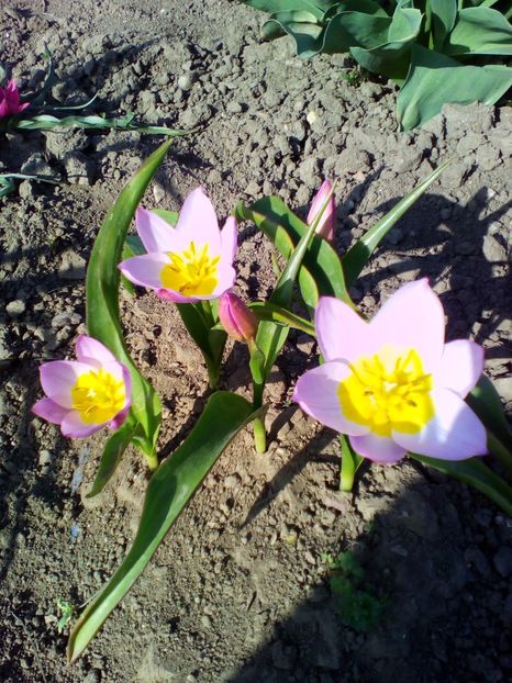  - curtea cu toate cele 2018