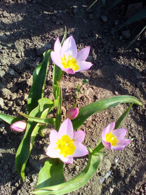  - curtea cu toate cele 2018