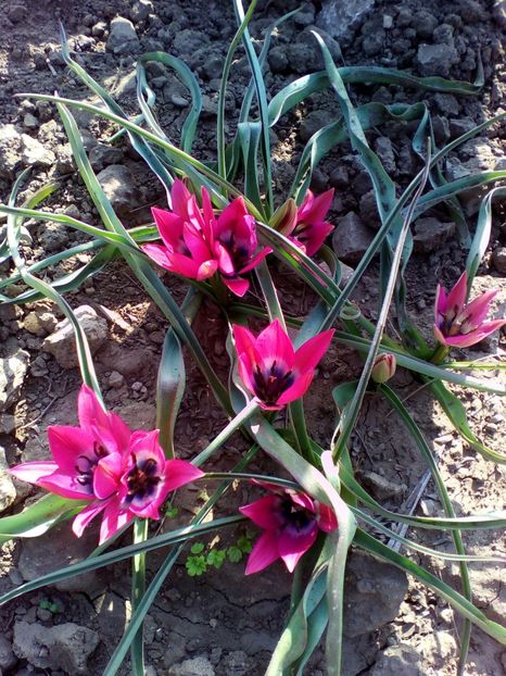  - curtea cu toate cele 2018