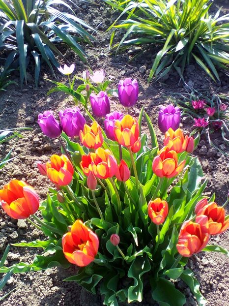  - curtea cu toate cele 2018