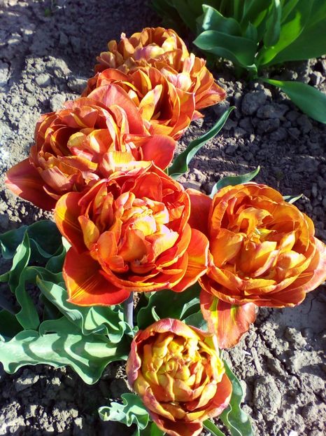  - curtea cu toate cele 2018