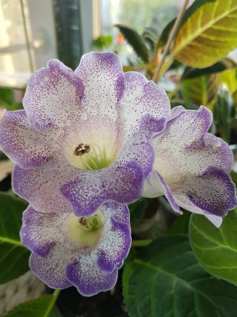  - gloxinia 2018