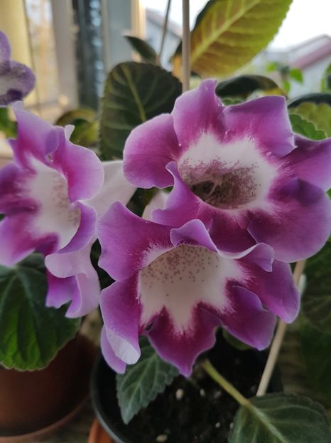 Movalinda - gloxinia 2018