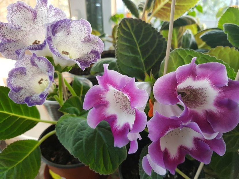 Glimmer  si Movalinda - gloxinia 2018