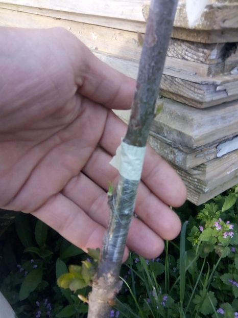 Piersic simplificata - altoiri 2018