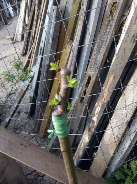 Cais de la nea Sorel semicopulatie perfectionata - altoiri 2018