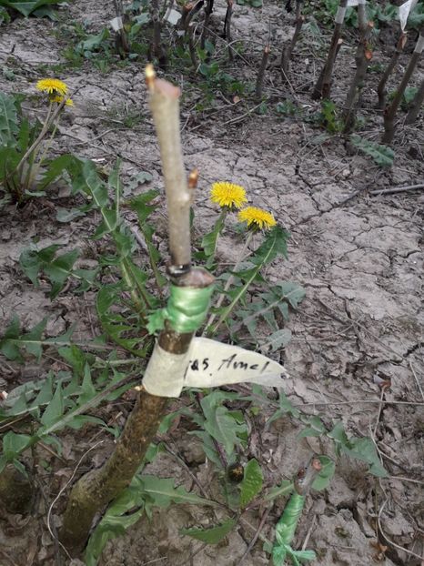 gras Ameliorat - altoiri 2018