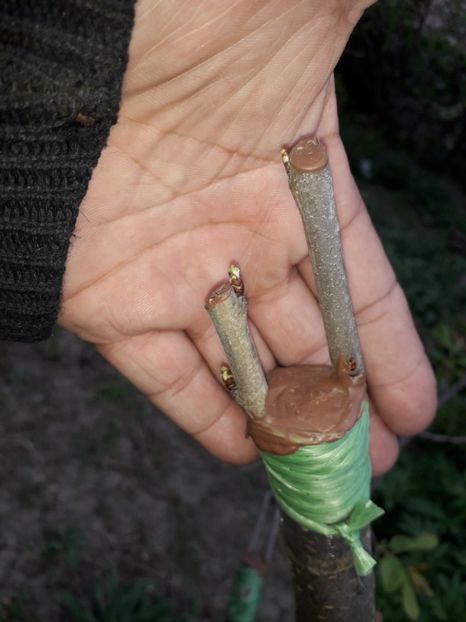 Gras Romanesc - altoiri 2018